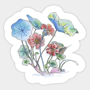 Nasturtium watercolor Sticker